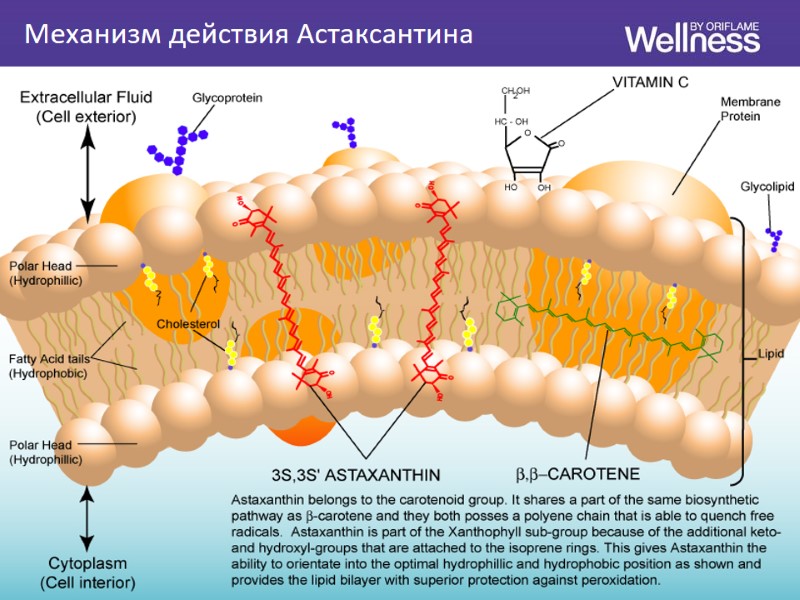 Механизм действия Астаксантина